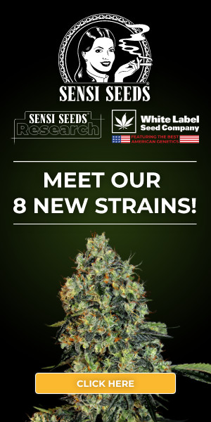 sensi seeds, cbd, thc, feminized, marijuana, weed, pot, cannabis, plant