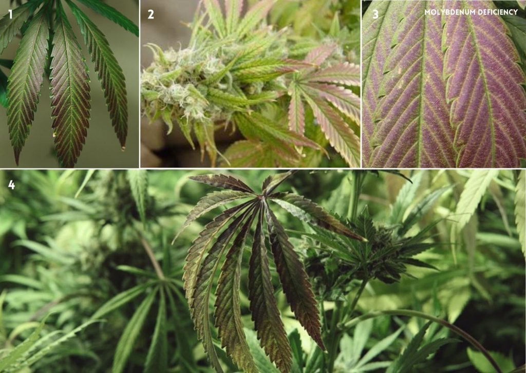 Molybdenum deficiency, cannabis nutrients, mobile, immobile, macronutrient, micronutrients, deficiency, marijuana, weed, pot, plant, flower
