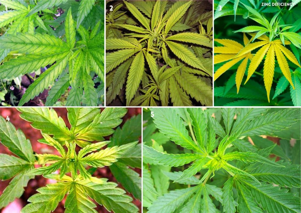 Zinc deficiency, cannabis nutrients, mobile, immobile, macronutrient, micronutrients, deficiency, marijuana, weed, pot, plant, flower