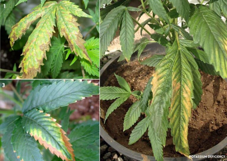 13 Cannabis Deficiencies And How To Deal With Them