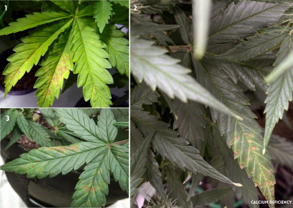 Calcium Deficiency in Cannabis Plants: Causes, Symptoms, and Solutions 9 Calcium deficiency, cannabis nutrients, mobile, immobile, macronutrient, micronutrients, deficiency, marijuana, weed, pot, plant, flower