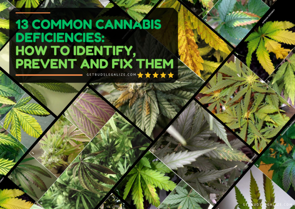 13 Common Cannabis Deficiencies: How to Identify, Prevent and Fix Them