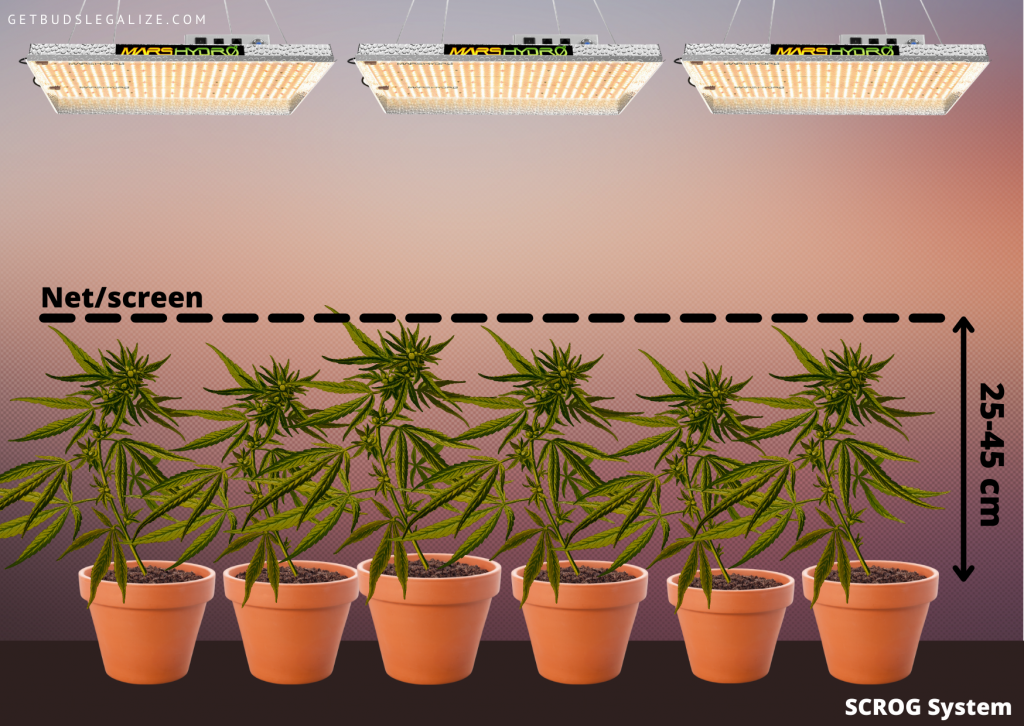screen of green height picture, scrog, growing tips, cannabis, marijuana, weed, pot, plant, seeds