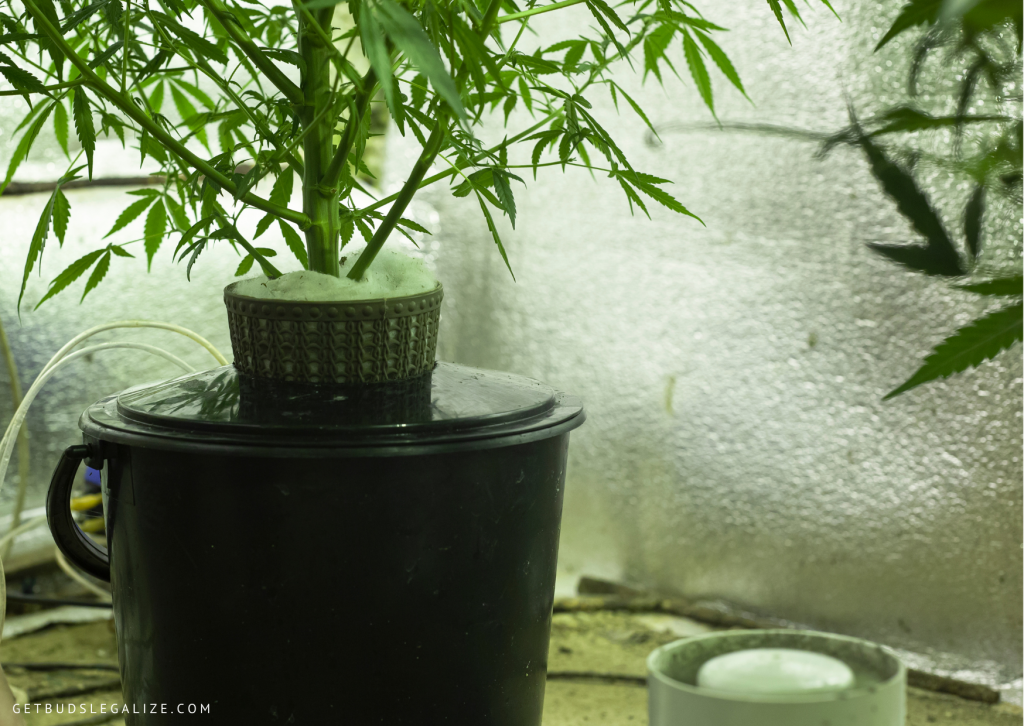 hydroponic nutrients, cannabis, marijuana, weed, pot, growing, tips