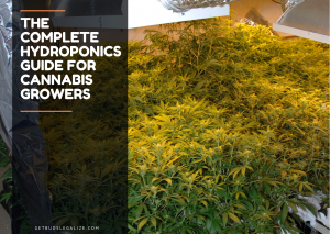 Complete Guide To Cannabis Hydroponics: Everything You Need To Know, cannabis, marijuana, weed, pot, growing, flowering