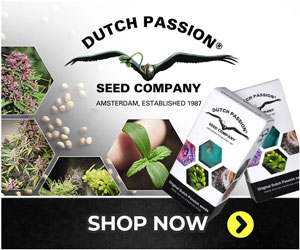 Dutch-Passion-cannabis-seeds-