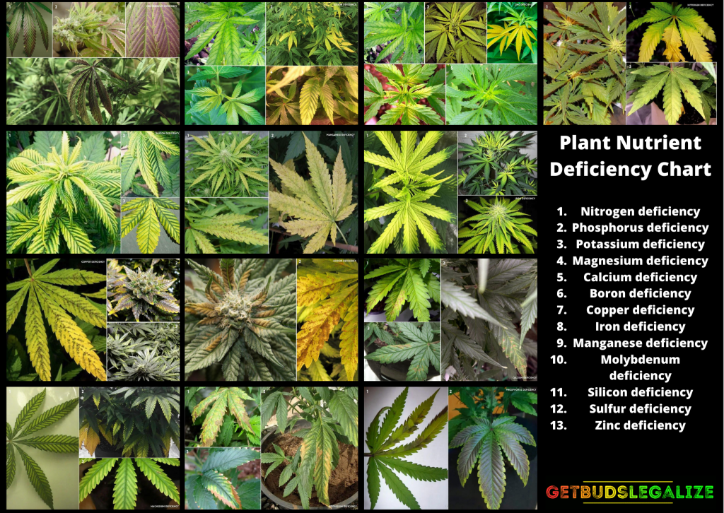 13 Cannabis Deficiencies And How To Deal With Them, marijuana, weed, pot, growing tips