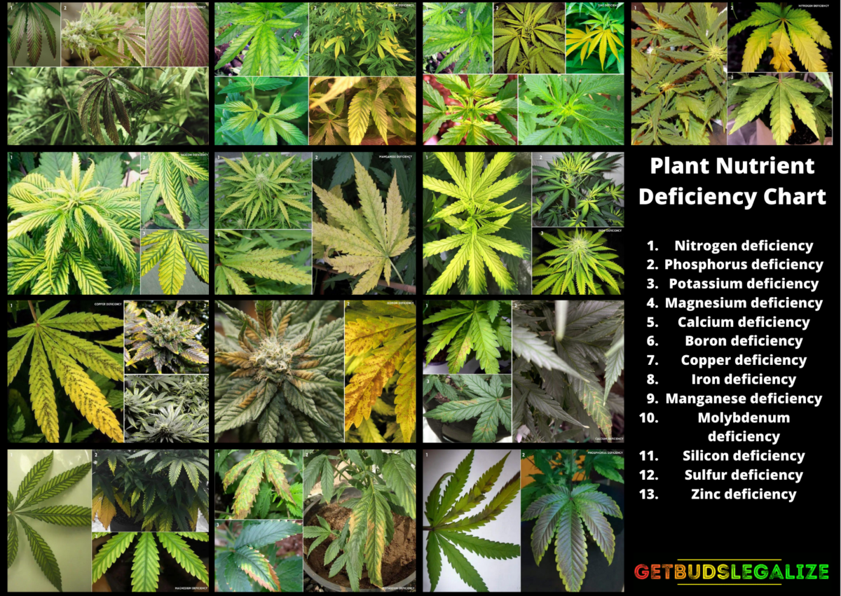 13 Cannabis Deficiencies And How To Deal With Them