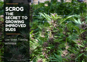 SCROG The Secret to Growing improved Buds, Everything You Need To Know, cannabis, marijuana, weed, pot, growing, flowering