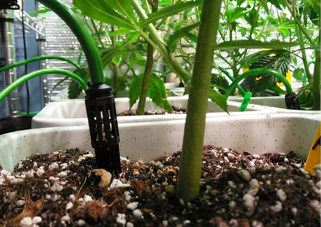Watering and Flushing Your cannabis plants,Everything You Need To Know, cannabis, marijuana, weed, pot, growing, flowering