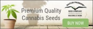 DUTCH PASSION , seeds long, cbd, thc, feminized, marijuana, weed, pot, cannabis, plant