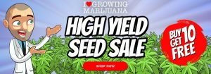 ILGM, seeds long, cbd, thc, feminized, marijuana, weed, pot, cannabis, plant