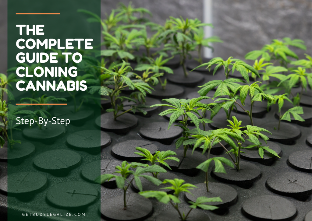 The Complete Guide to Cloning Cannabis Step-By-Step, MOTHER PLANT, CLONE, MARIJUANA, WEED POT, PLANT , SEEDS