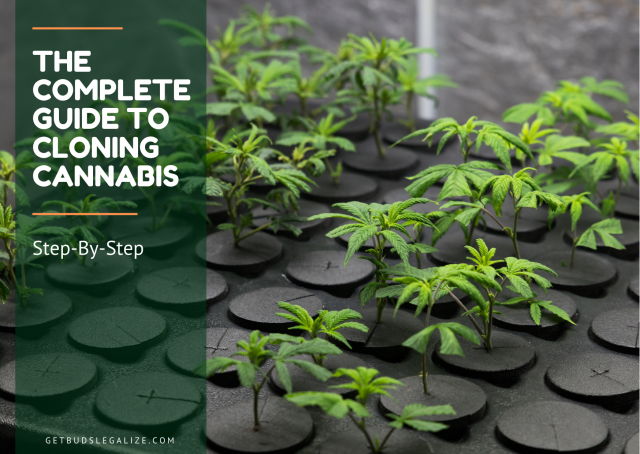 Guide To Cloning Weed Plants In The Right Way - GetBudsLegalize.com