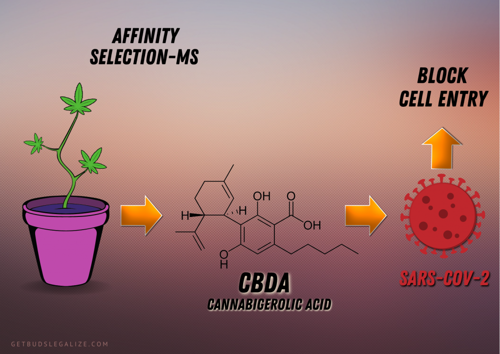 Ranking of Hemp Cannabinoids for Binding to the SARS-CoV-2 Spike Proteina, Cbga & Cbda, cannabis, marijuana, weed, pot, medical, vaccine
