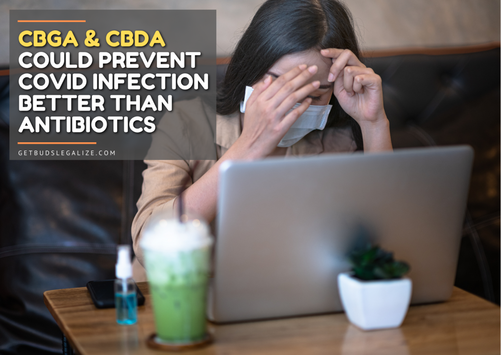 Cbga & Cbda Could Prevent Covid Infection Better Than Antibiotics, cannabis, marijuana, weed, pot, medical, vaccine