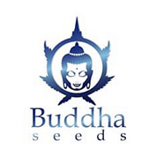 Buddha Seeds, cannabis