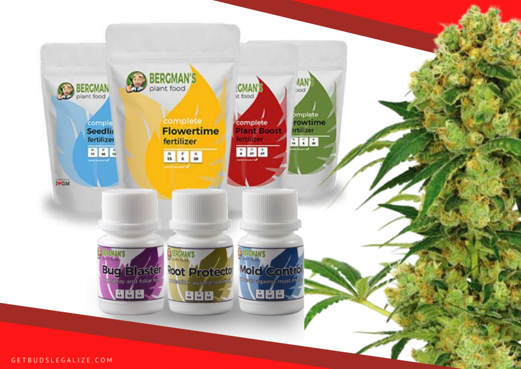 ILGM reviews 2022, cannabis seed bak, company, marijuana, weed, plant, pot, autoflower, feminized, grow kit bundle