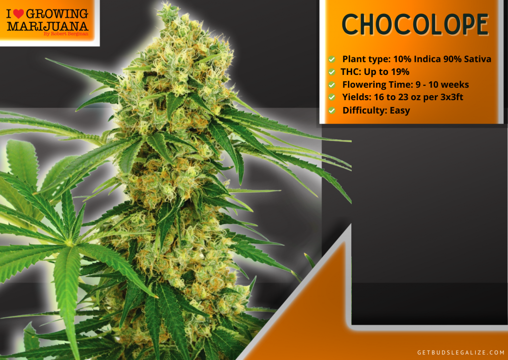 Chocolope, Highest Yielding Strains