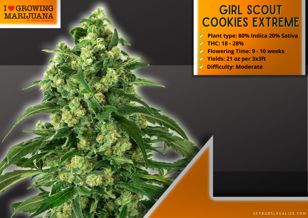 Girl Scout Cookies Extreme, Highest Yielding Strains