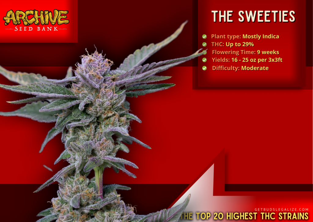 The Sweeties: The highest thc strain, Archive Seed Bank