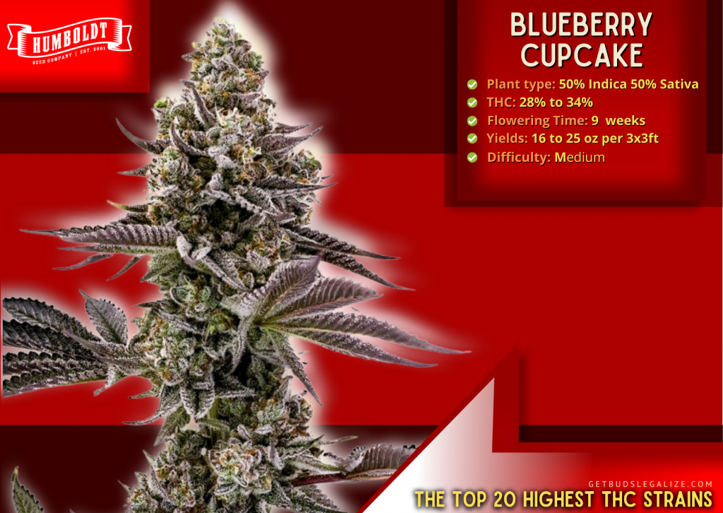 Blueberry Cupcake: The highest thc strain, humbolt seeds co