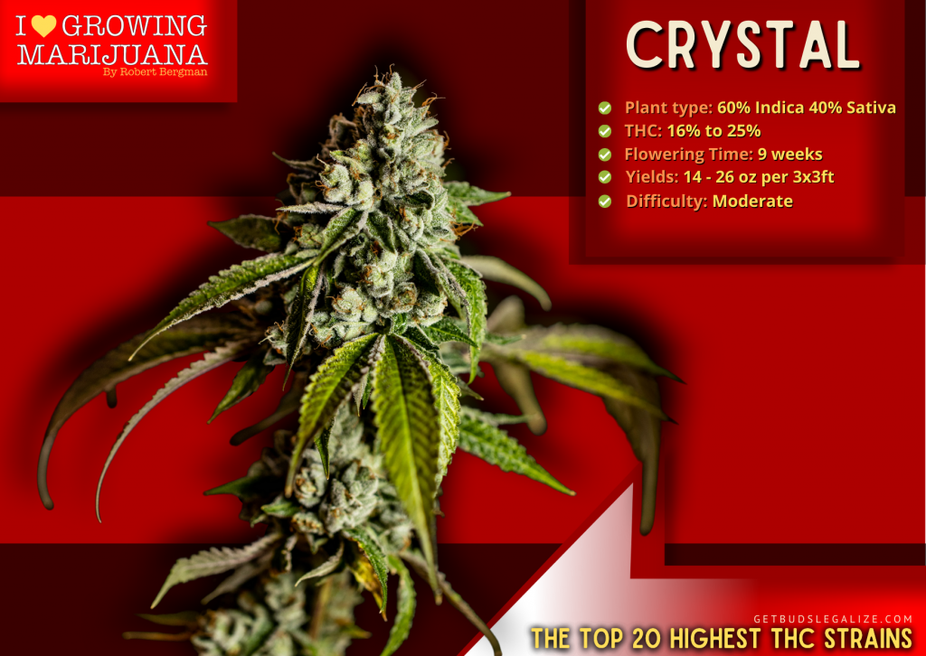 Top 20 Highest THC Strains On The Market Right Now 17 Crystal: The highest thc strain, ILGM