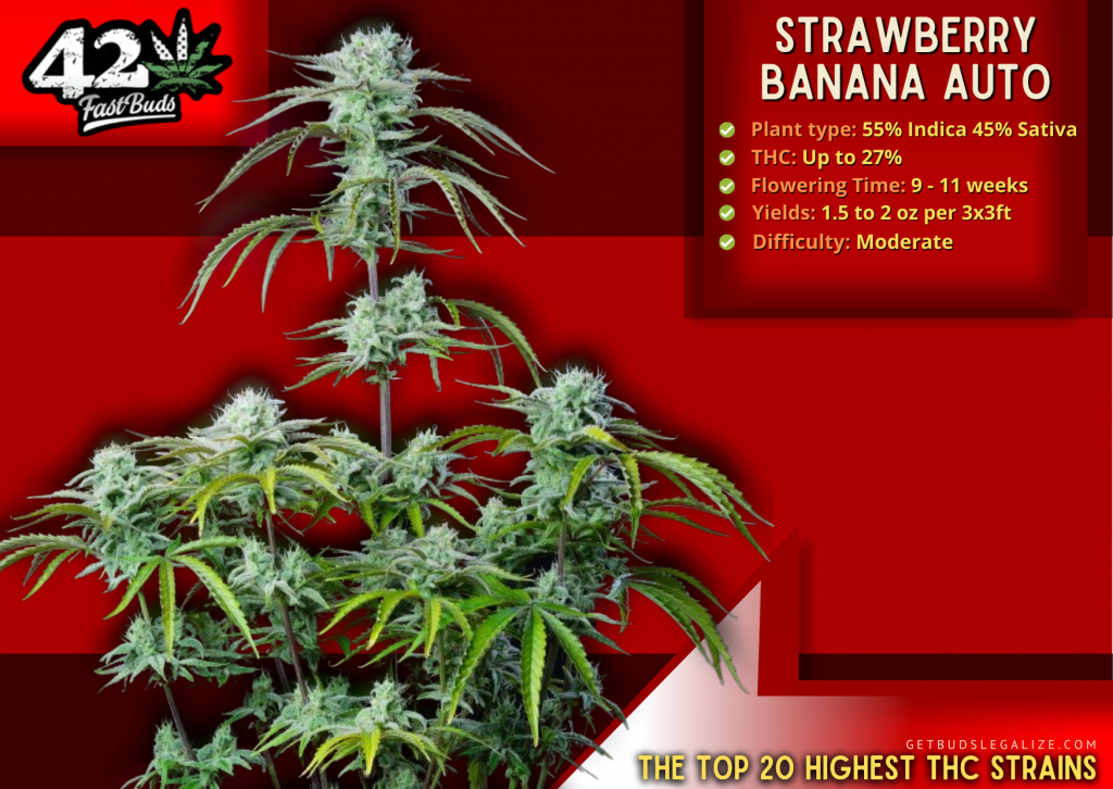 Top 20 Highest THC Strains On The Market Right Now 6 Strawberry Banana Auto, Fast Bud, Highest THC Strains