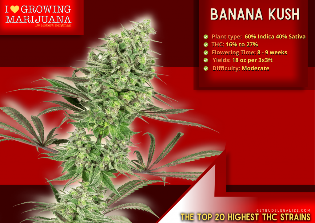 Banana Kush, The highest thc strain, ILGM