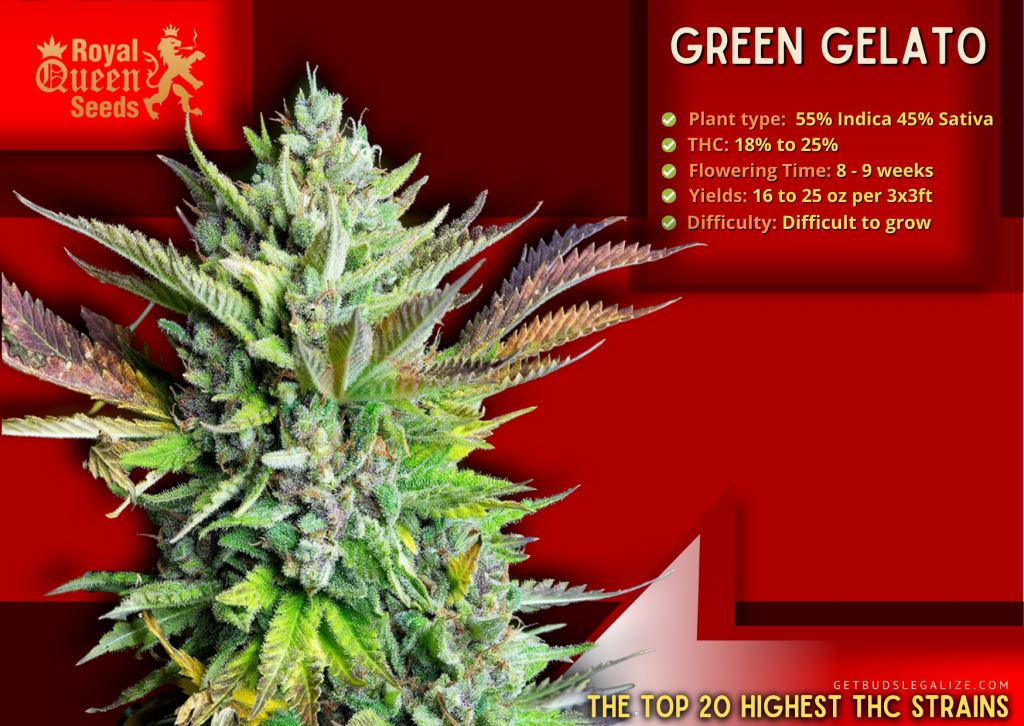Top 20 Highest THC Strains On The Market Right Now 4 Royal Queen Seeds, Highest THC Strains