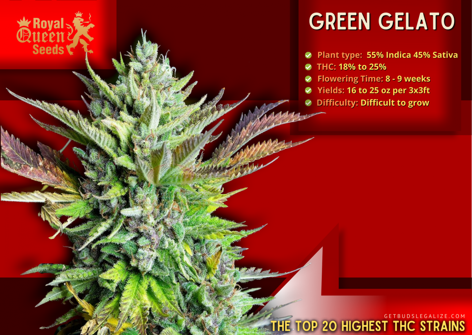 Top 20 Highest THC Strains On The Market Right Now⭐Update 2023⭐