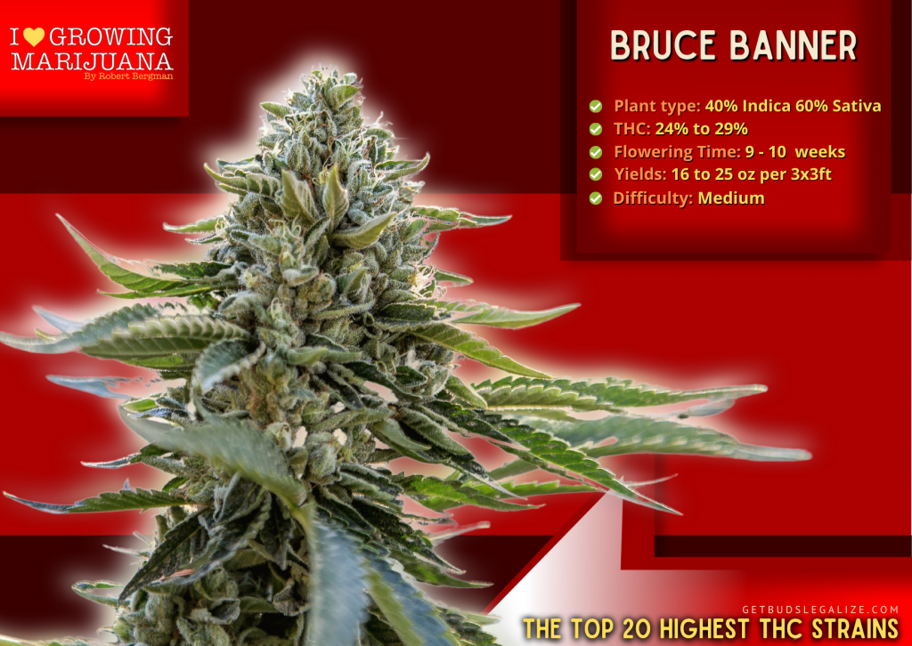 Bruce Banner, : The Highest THC Strain, ILGM