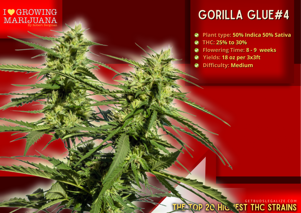 Gorilla Glue#4, ILGM, The highest thc strain