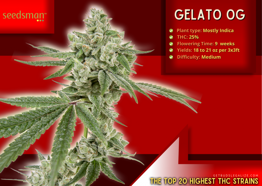 Gelato OG: The highest thc strain, ILGM