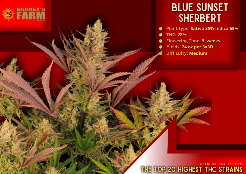 Blue Sunset Sherbert, Barneys Farm, The highest thc strain