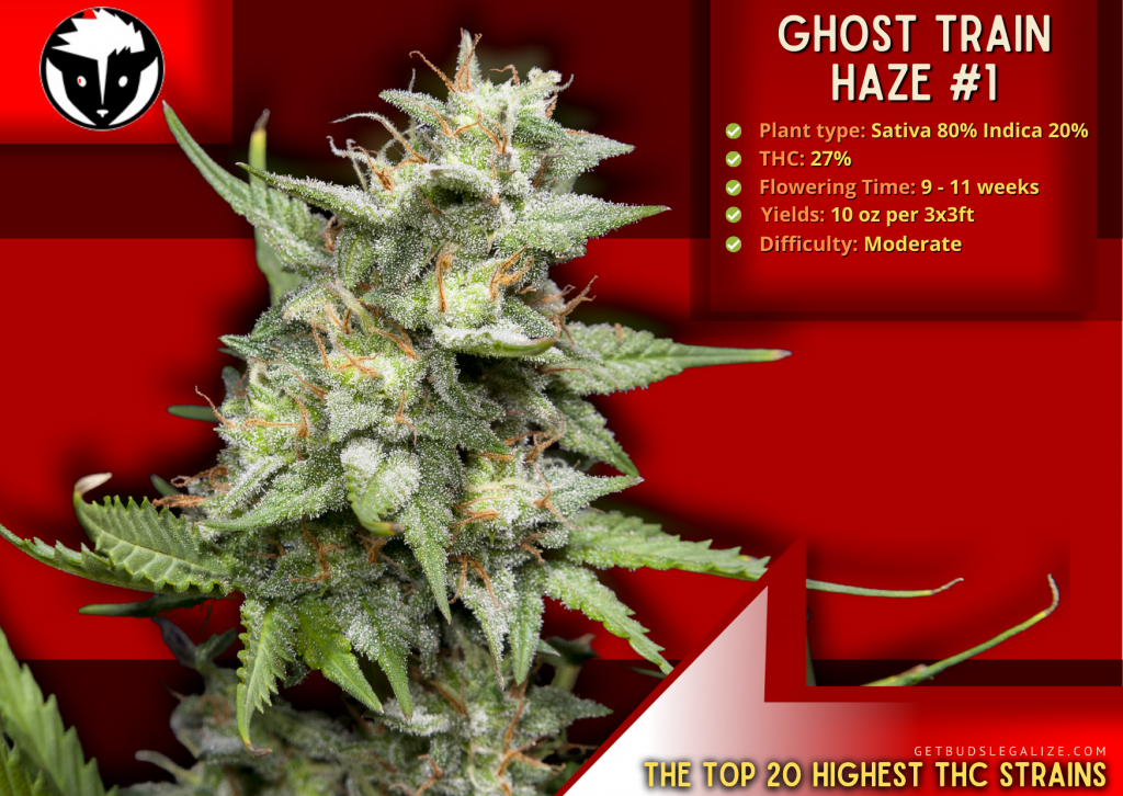 Ghost Train Haze #1, RARE DANKNESS seeds, The highest thc strain