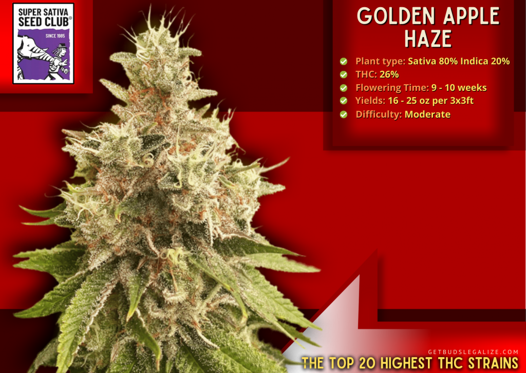 Golden Apple Haze, Super Sativa Seed Club, Highest THC Strains