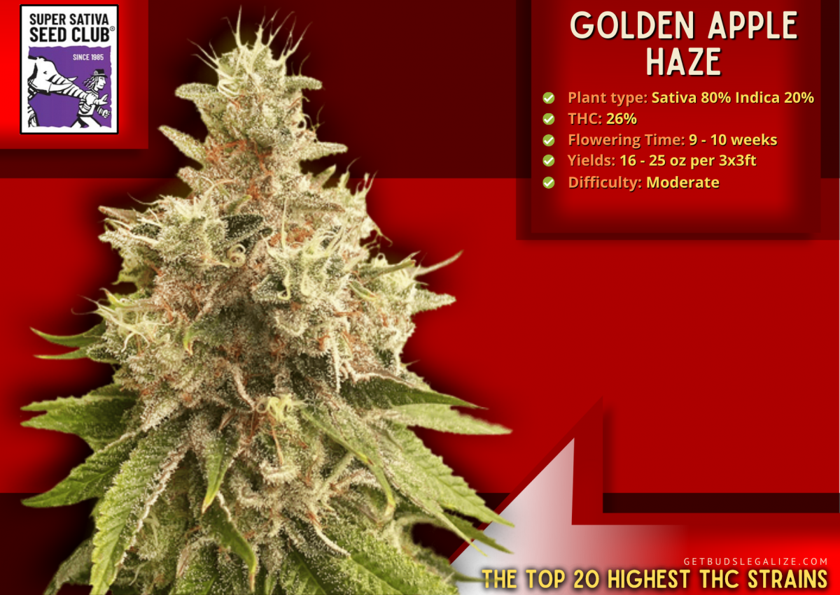 Top 20 Highest THC Strains On The Market Right Now⭐Update 2023⭐