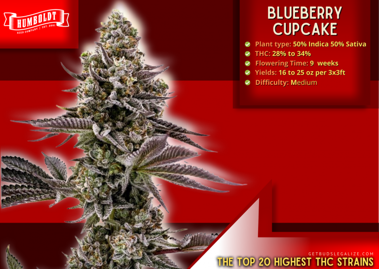 Top 20 Highest THC Strains On The Market Right Now⭐Update 2023⭐