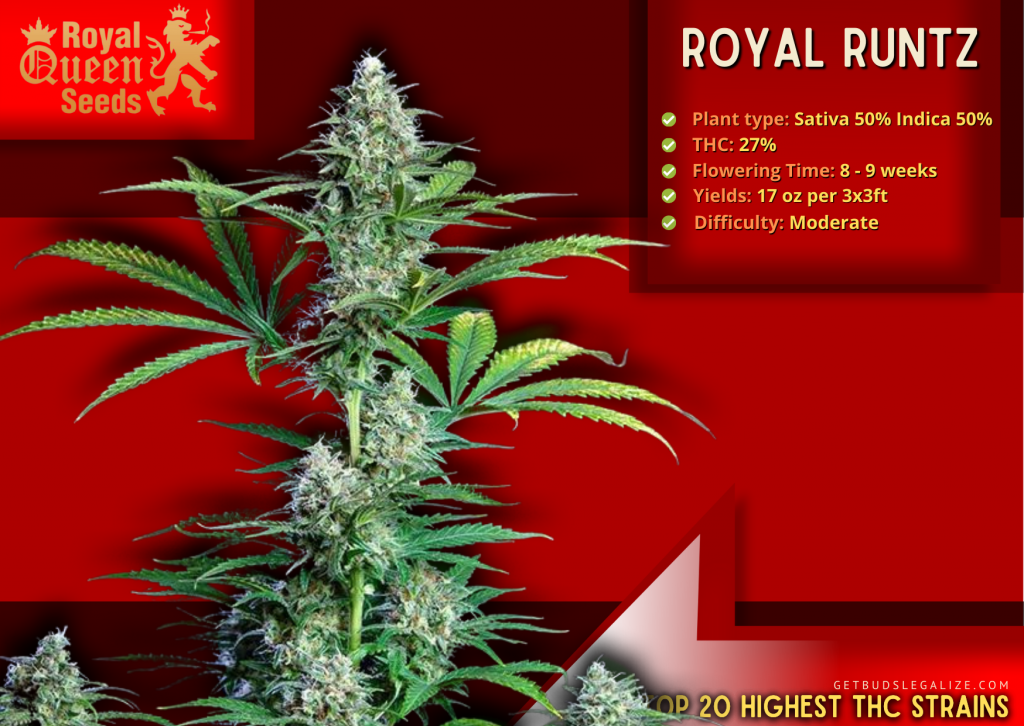Top 20 Highest THC Strains On The Market Right Now 20 Royal Runtz, Royal Queen Seeds, Highest THC Strains