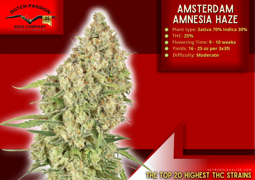 Amsterdam Amnesia Haze, Dutch Passion, The highest thc strain