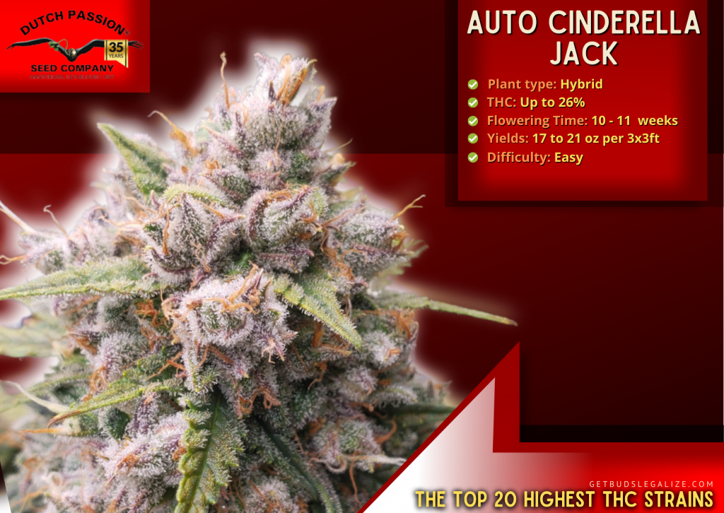 Top 20 Highest THC Strains On The Market Right Now 26 Auto Cinderella Jack, The Top 20 Highest THC Strains