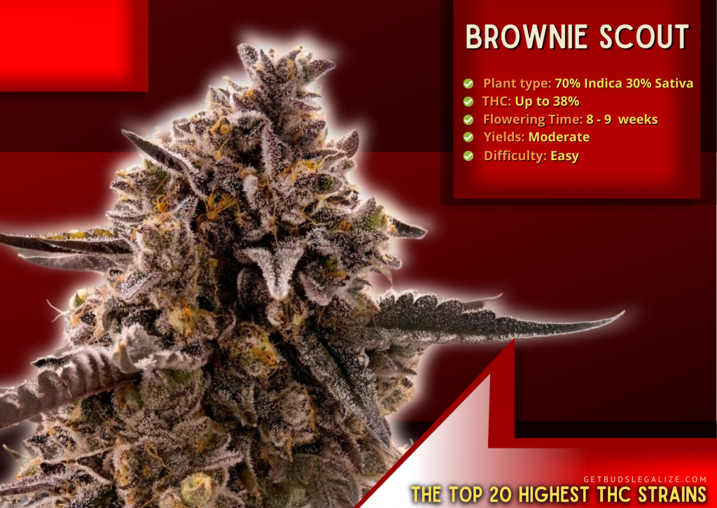 Brownie Scout, The Top 20 Highest THC Strains