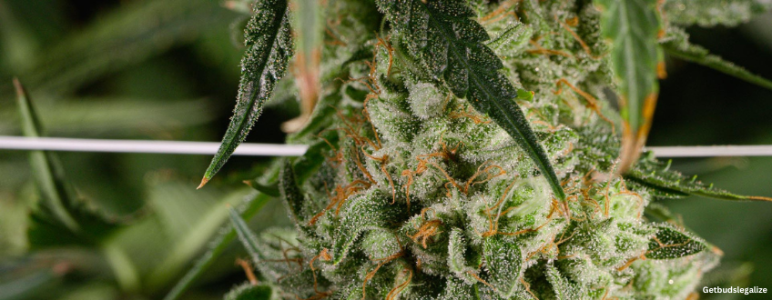 Runtz marijuana Strain Review & Growing Guide, marijuana, weed, cannabis seeds, ilgm