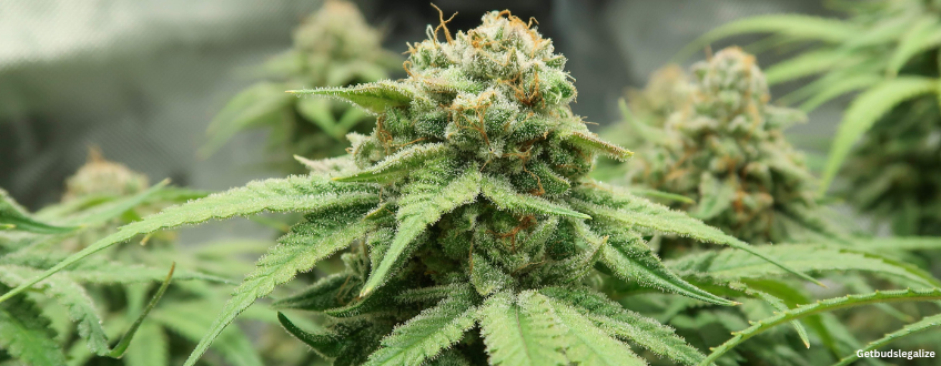 Runtz weed Strain Review & Growing Guide, marijuana, weed, cannabis seeds, ilgm