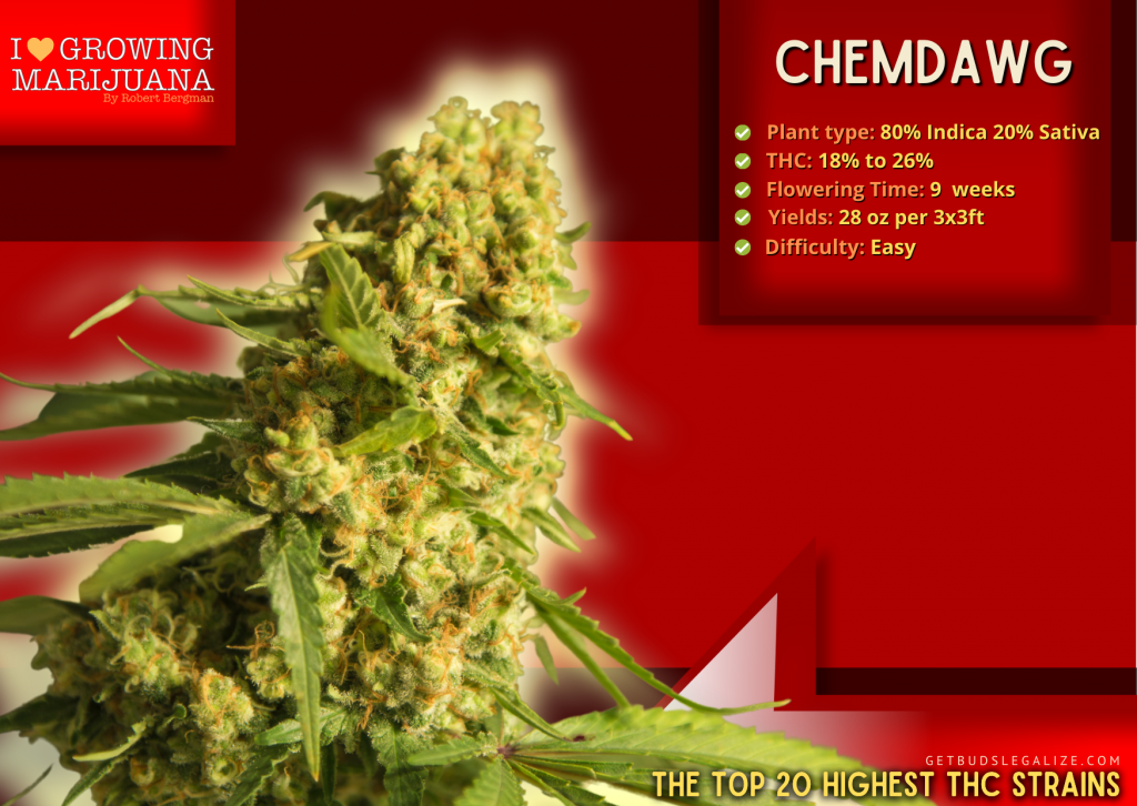 Chemdawg, The highest thc strain, ILGM