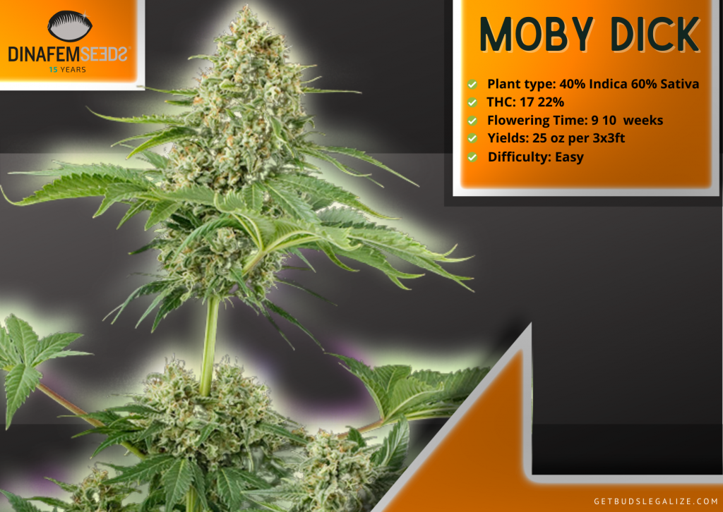 Moby Dick, Highest Yielding Strains