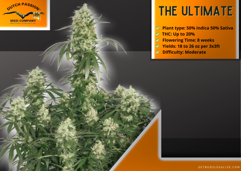 The Ultimate, Highest Yielding Strains