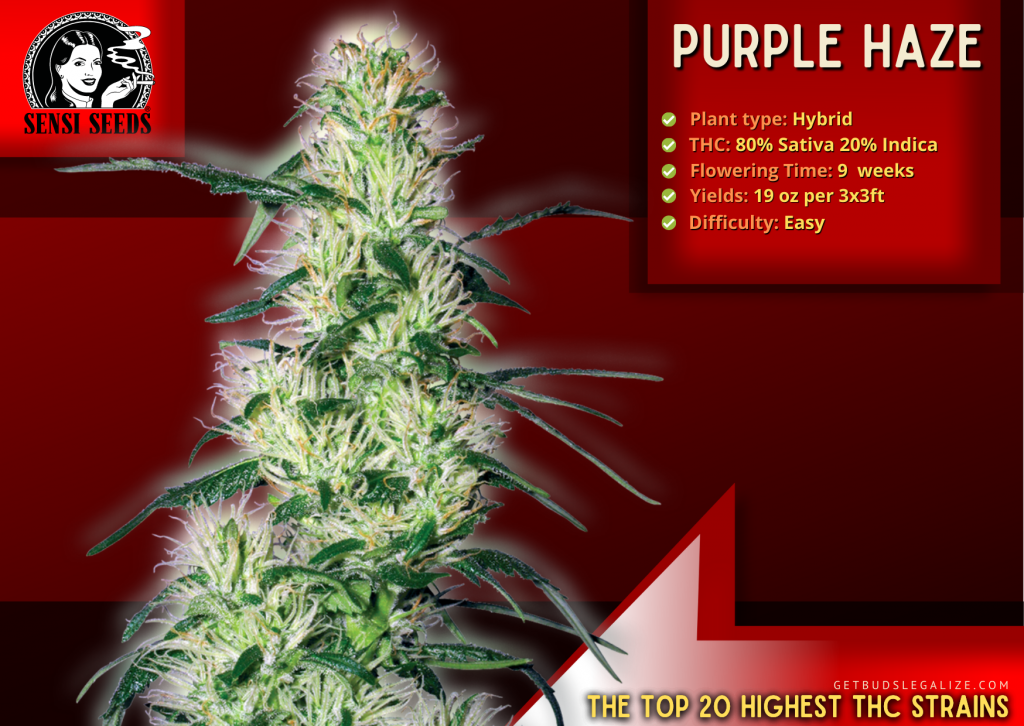 Purple Haze, The Top 20 Highest THC Strains