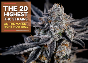 The 20 Highest THC Strains On The Market Right Now-2022